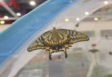 “생각보다 귀여워요” 곤충경진대회, 자연과 친구되는 프로그램