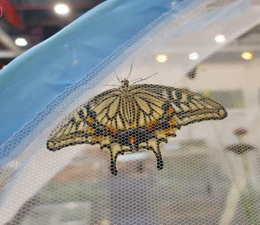 “생각보다 귀여워요” 곤충경진대회, 자연과 친구되는 프로그램